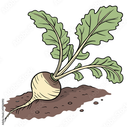 vector illustration of a radish