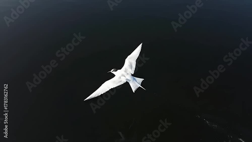 Seagull flying in the sky