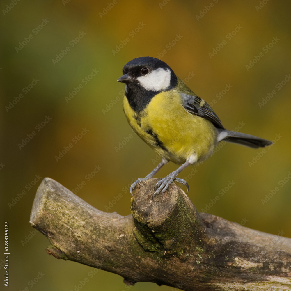 Obraz premium a close up portrait of a great tit, Parus major, as it is perched on an old log. The natural colours of the out of focus background compliment the bird