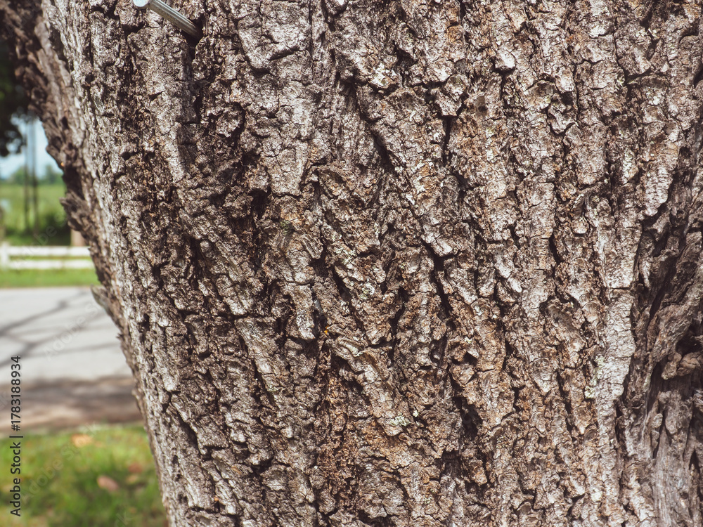 Obraz premium Roadside tree texture for environmental background