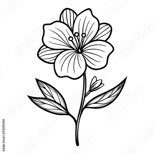 black and white flower, evening primrose flower line art on white background