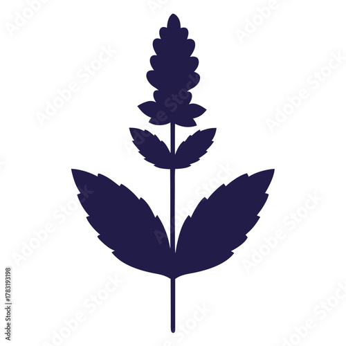 catmint flower silhouette on white background
