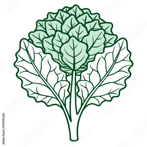 kale flower line art on white background