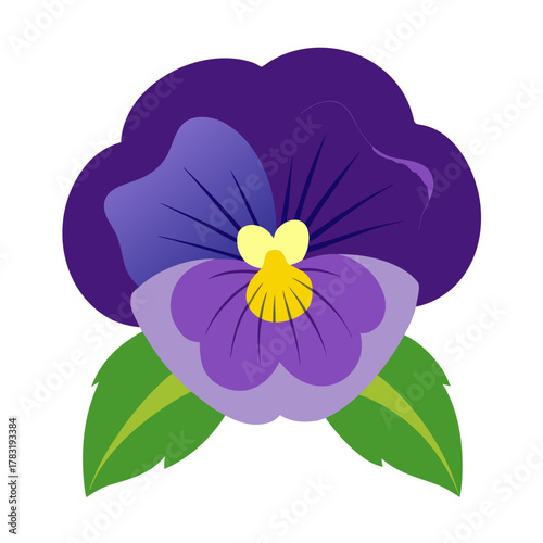 pansy flower on white background