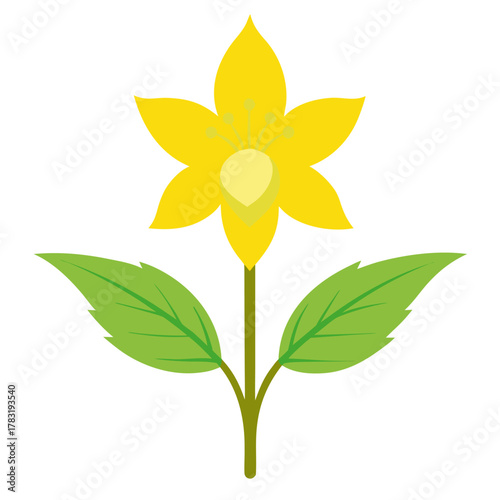 yellow archangel flower on white background