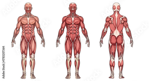 Full-body human muscular anatomy diagrams in front and back perspectives, showcasing skeletal muscles for academic, health, and fitness resources