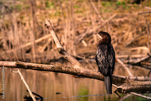 Oasi WWF di Marmirolo, Reggio Emilia, Emilia Romagna, italia.