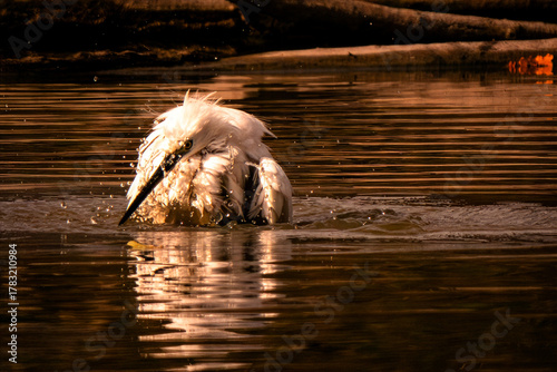Oasi WWF di Marmirolo, Reggio Emilia, Emilia Romagna, italia.