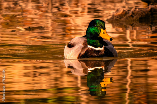 Oasi WWF di Marmirolo, Reggio Emilia, Emilia Romagna, italia.