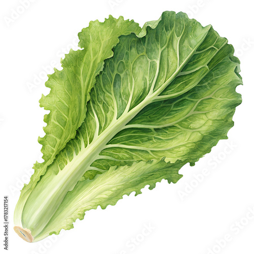 Fresh green lettuce leaf isolated on transparent background for healthy nutrition