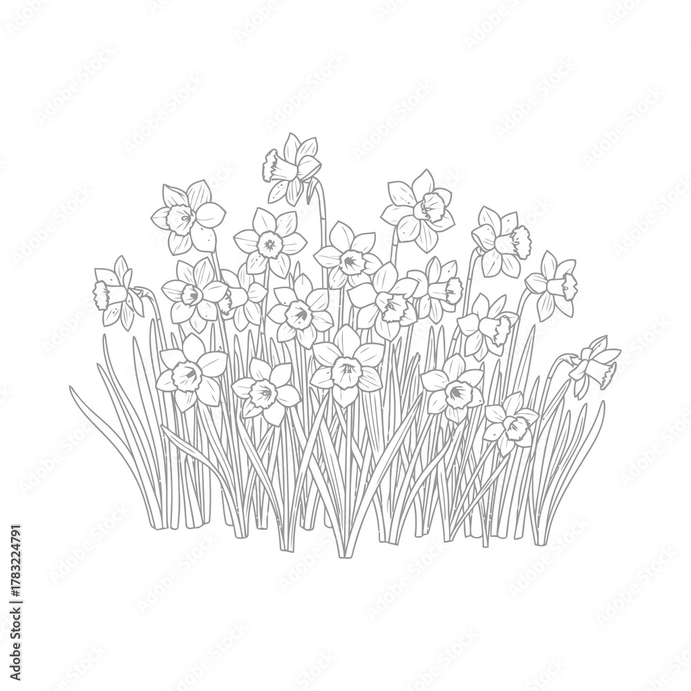 Fototapeta premium Sketch of daffodil flowers blooming, line art illustration design