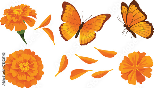 Marigold flowers with petals and butterflies, botanical illustration, vibrant orange color, nature theme, garden element, pollination concept, seasonal design