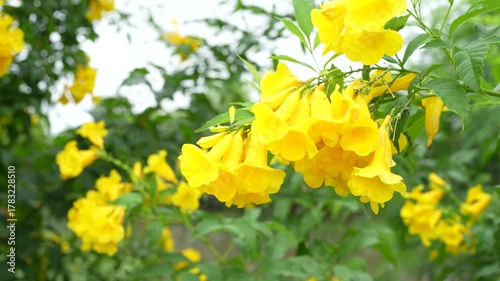 Vibrant yellow flowers bloom cheerfully among lush green foliage, showcasing trumpet shaped blossoms that enhance natural beauty of garden landscape, inviting admiration and joy