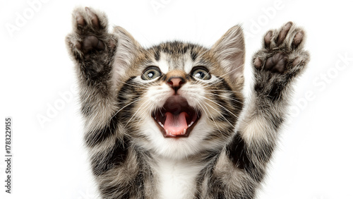 Paws up meme cat with copy space on white background cat-meme_676