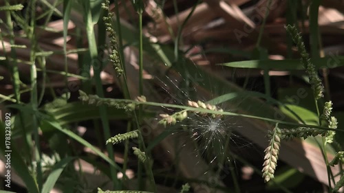 A close-up view of a fluffy plant seed head (pappus) caught in green grass. Designed for wind dispersal, the seed is likely trapped by blades of grass or a spider web, preventing it from flying away.