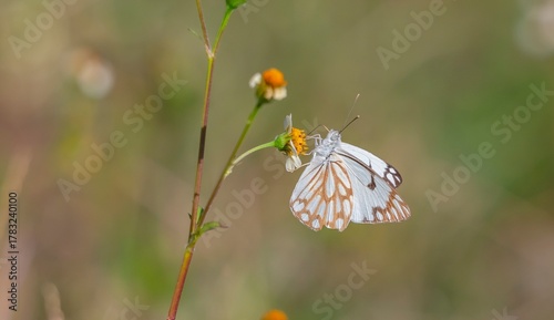 Brown-veined White (Belenois aurota) is a lovely species seen in the Southeastern Anatolia Region of Türkiye in October and November.

