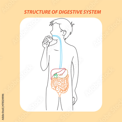 Digestive System Diagram