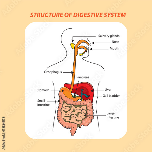 Structure of the human digestive organs with description of the corresponding functions internal organs. Anatomical vector illustration in flat style isolated over white background.