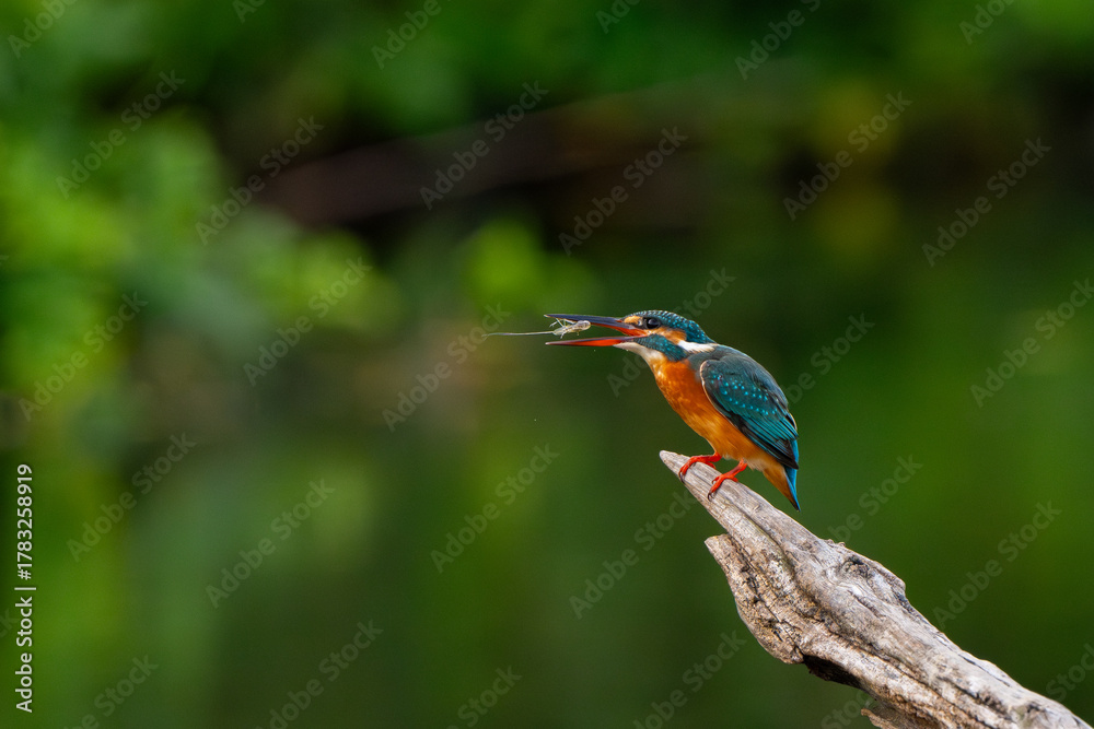 Obraz premium The common kingfisher in a natural pond is looking for food.