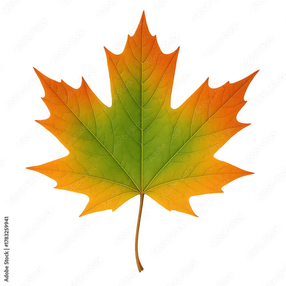 Obraz premium Autumn maple leaf isolated on transparent background