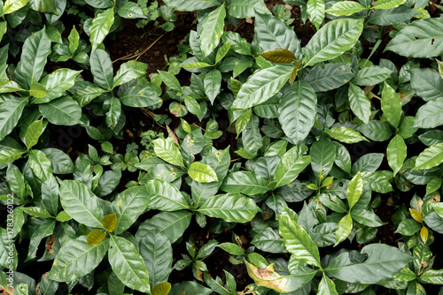 Fresh coffee bean green leaf bush berry plant arabica garden. Agriculture Green coffee tree growing berry bean plant. Coffee tree farm growth in eco organic garden. fresh nature farm.