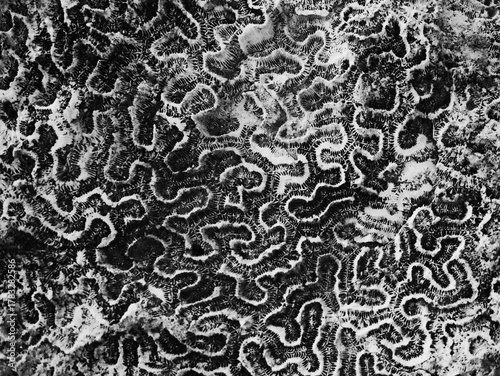 natural pattern of a stone coral with lines like a labyrinth in blackand white colors