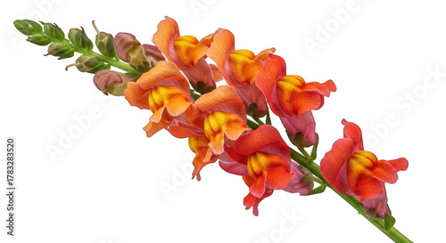Photos Vibrant Orange and Red Snapdragon Flowers on a Black Background