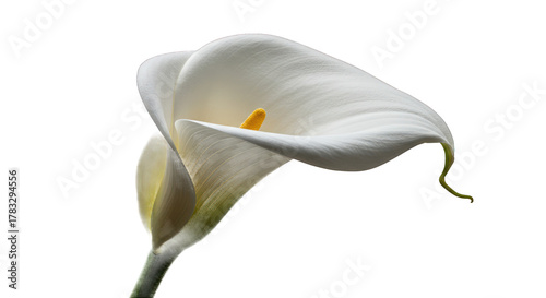 Photos Elegant White Calla Lily Isolated on a Deep Black Background