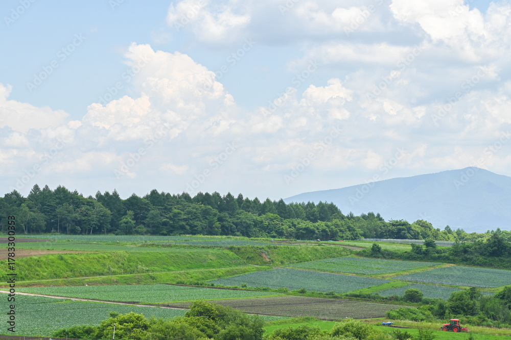 Fototapeta premium 高原に広がるキャベツ畑の風景, 群馬県, 日本