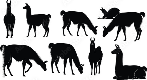 Llama silhouette vector set, black animal illustrations, grazing and walking poses, stylized fur detail, side profile artwork, minimalist design, clipart bundle