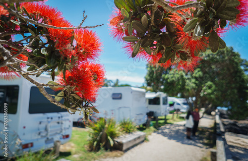 Pohutukawa trees in full bloom. Unrecognizable people and campervans at Takapuna Beach.  Auckland.