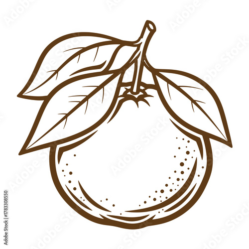 A detailed vintage art illustration of an orange fruit with leaves on a white background