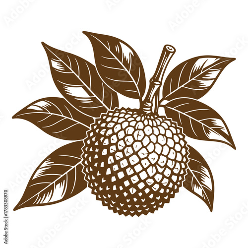 Artistic vintage illustration of a ripe lychee fruit with leaves on white background