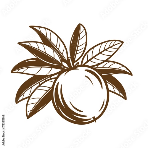 Detailed vintage art illustration of a ripe orange fruit with foliage leaves on white background