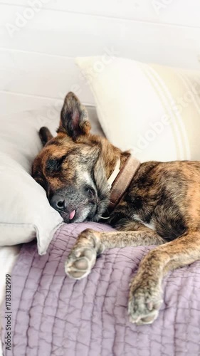 Adorable Brindle Dog Sleeping and Dreaming on Cozy Bed, Tongue Just a Bit Out