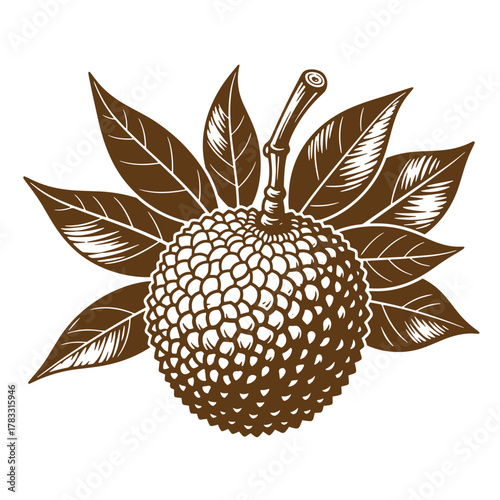 Vintage art illustration of a ripe lychee fruit with leaves on white background