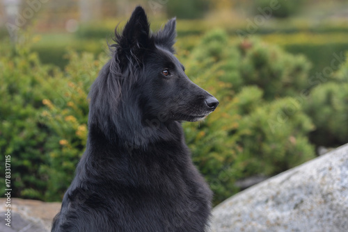 Stunning Groenendael Belgian sheep dog is posing for the camera outdoors



