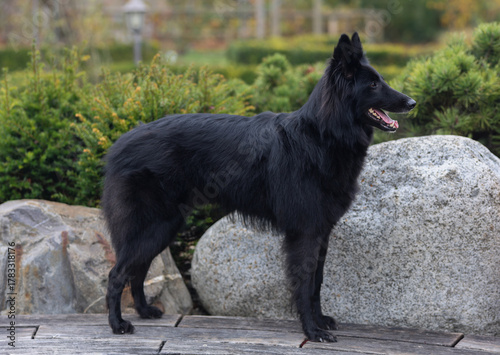 Stunning Groenendael Belgian sheep dog is posing for the camera outdoors



