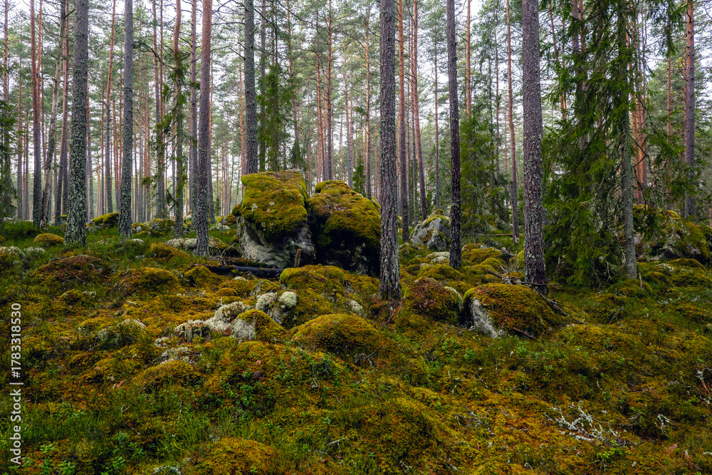 Obraz premium Mossy large boulders in a pine forest. Erratic origin from glaciers.