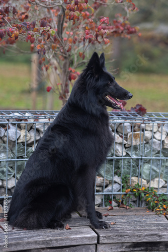 Stunning Groenendael Belgian sheep dog is posing for the camera outdoors



