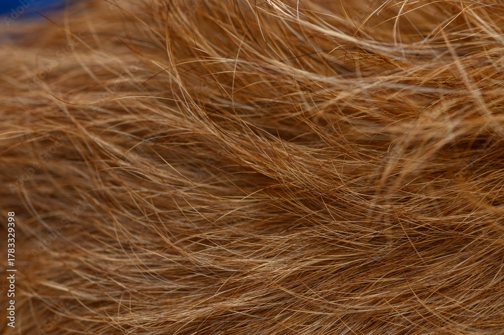 Fototapeta premium Close-up of red pinscher fur