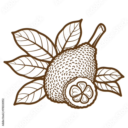 Detailed vintage art illustration of a jackfruit with leaves and a cross section