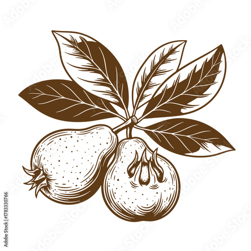 Detailed vintage art illustration of guava fruits on a branch with leaves.