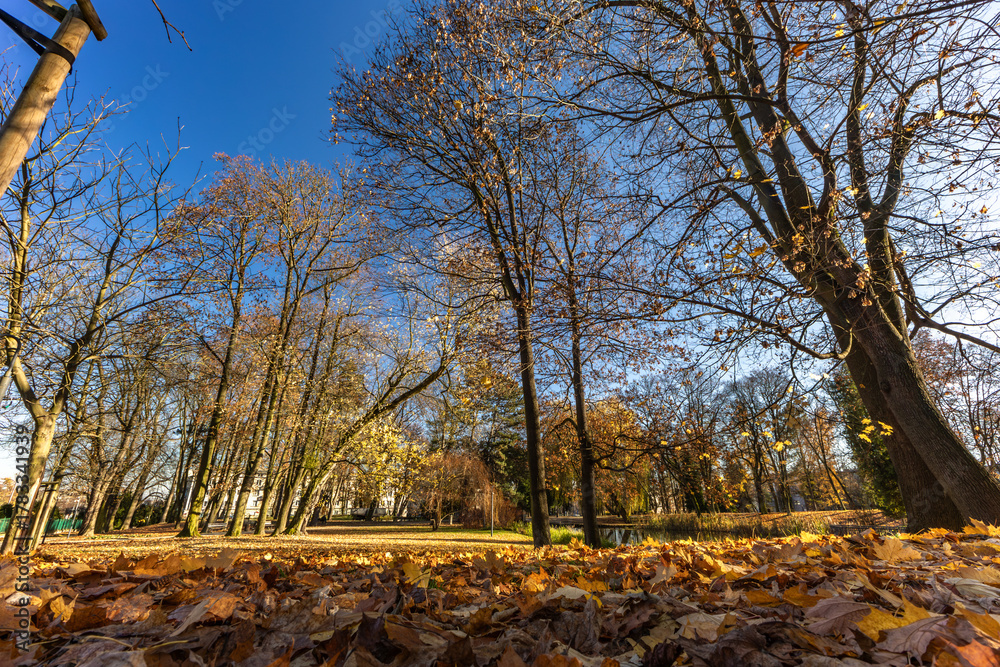Fototapeta premium The park near the Jasna Gora Monastery in Czestochowa, spring weather, leaves lying on the ground and trees, autumn in the park NMP