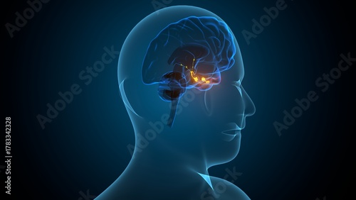 Human pituitary gland anatomy. 3d illustrations