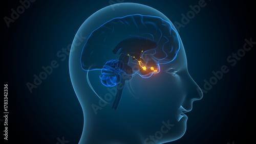 Human pituitary gland anatomy. 3d illustrations