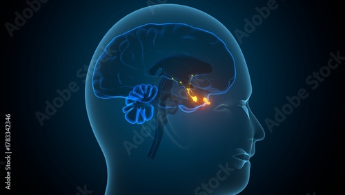 Human pituitary gland anatomy. 3d illustrations