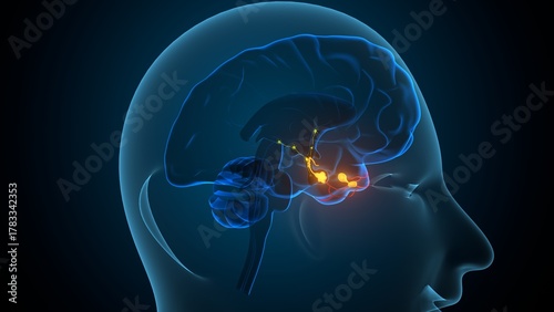 Human pituitary gland anatomy. 3d illustrations
