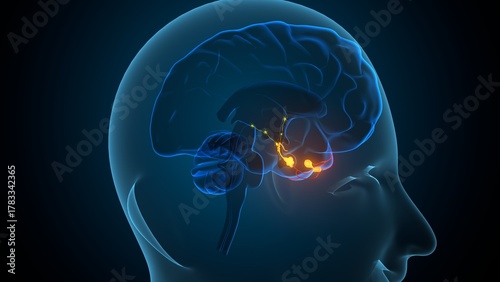 Human pituitary gland anatomy. 3d illustrations