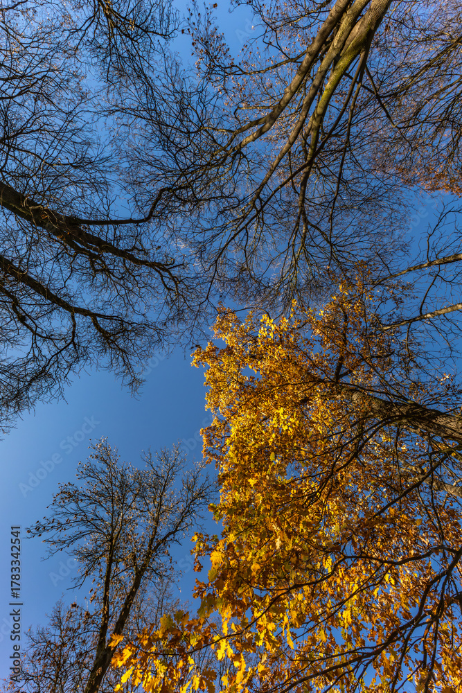 Fototapeta premium The park near the Jasna Gora Monastery in Czestochowa, spring weather, leaves lying on the ground and trees, autumn in the park NMP